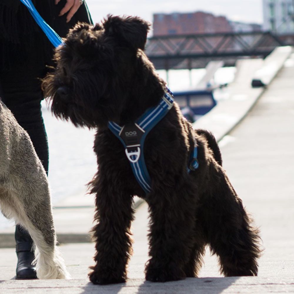 DOG Copenhagen Comfort Walk Air Dog Harness (Ocean Blue)