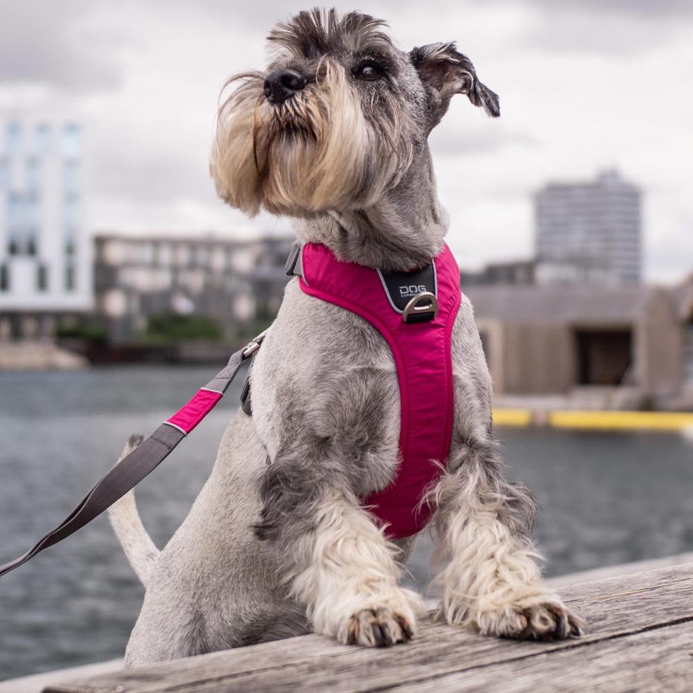 DOG Copenhagen Comfort Walk Pro Dog Harness (Orange Sun)