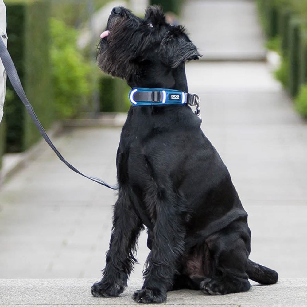 DOG Copenhagen Urban Explorer Dog Collar (Ocean Blue)